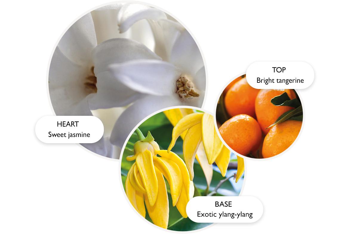 Three circular images showing the key fragrance notes: bright tangerine for the top, sweet jasmine for the heart, and exotic ylang-ylang for the base, each represented by their respective flowers or fruit.