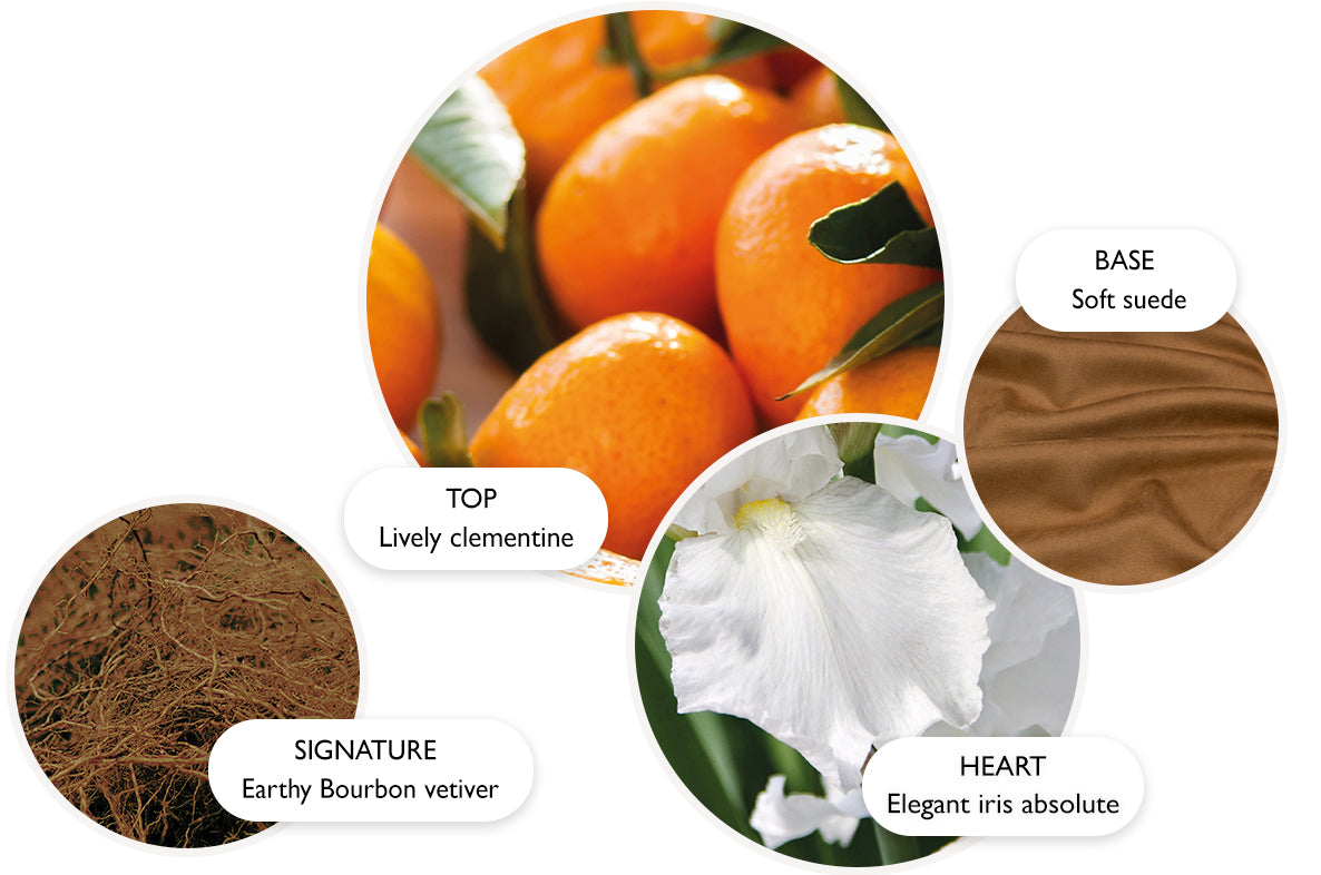A fragrance profile featuring four circles: Top—lively clementine (oranges), Heart—elegant iris absolute (white iris flower), Base—soft suede (brown suede), and Signature—earthy bourbon vetiver (brown vetiver roots).