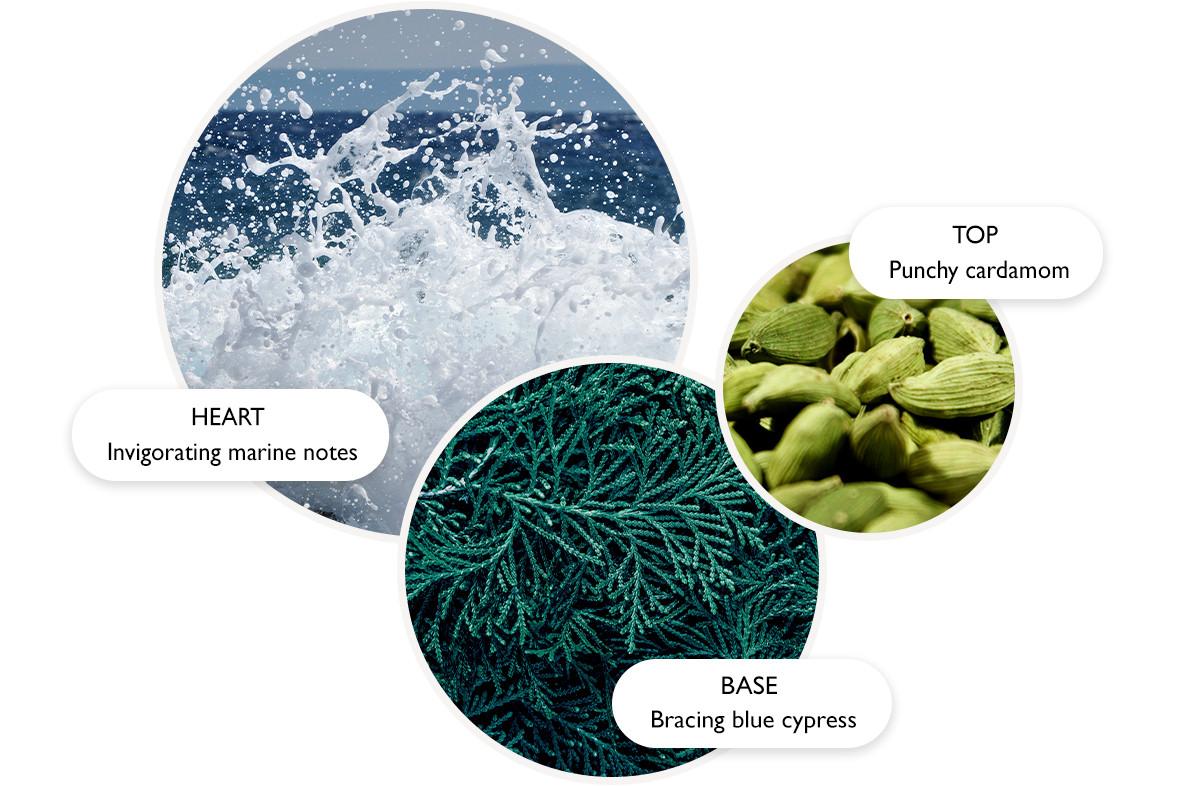 Three overlapping circles: one with ocean waves labeled HEART Invigorating marine notes, one with green cardamom pods labeled TOP Punchy cardamom, and one with blue cypress leaves labeled BASE Bracing blue cypress.
