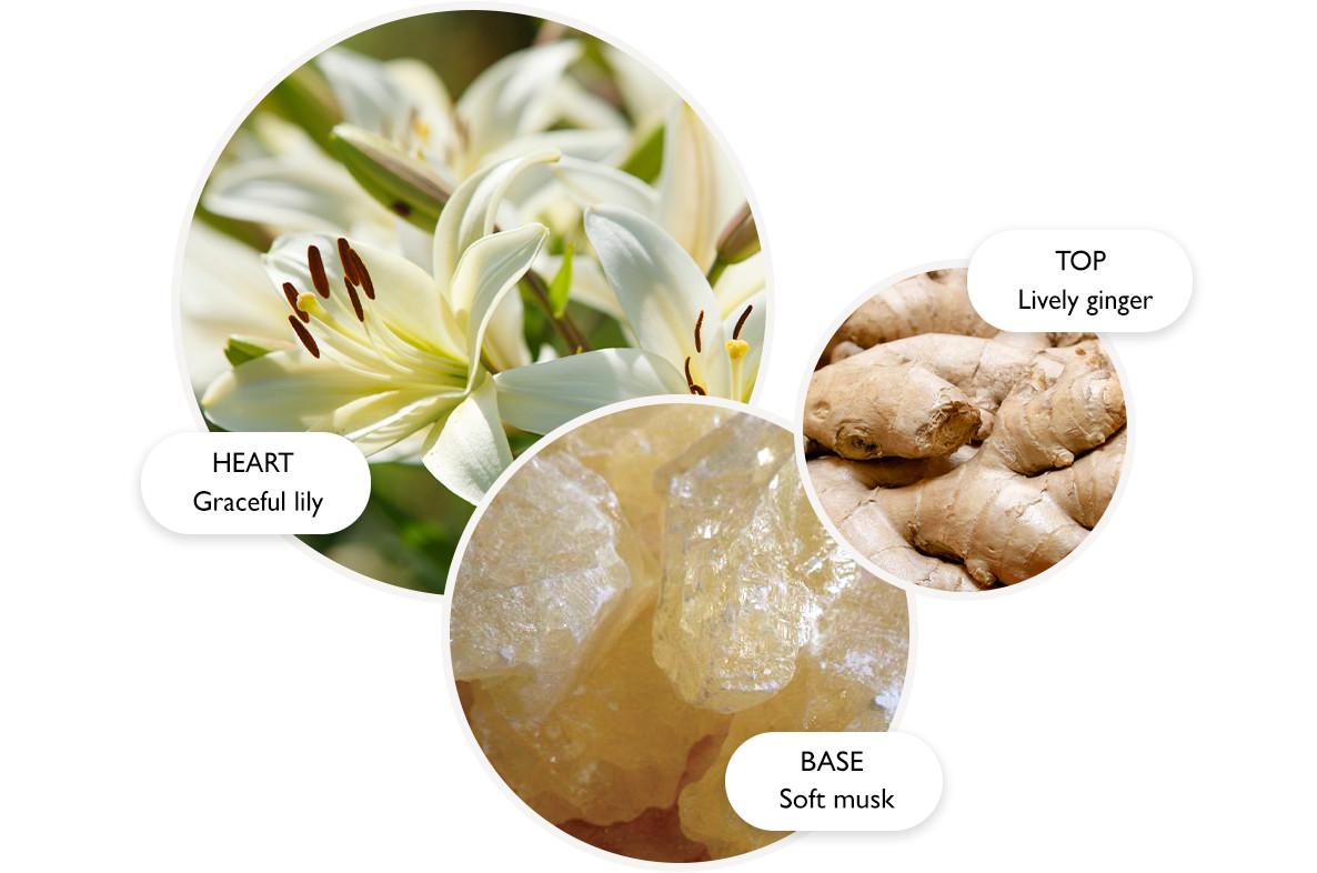 A fragrance composition diagram showing three notes: heart note is graceful lily flowers, top note is lively ginger root, and base note is soft musk crystals. Each note is illustrated with a corresponding photo.