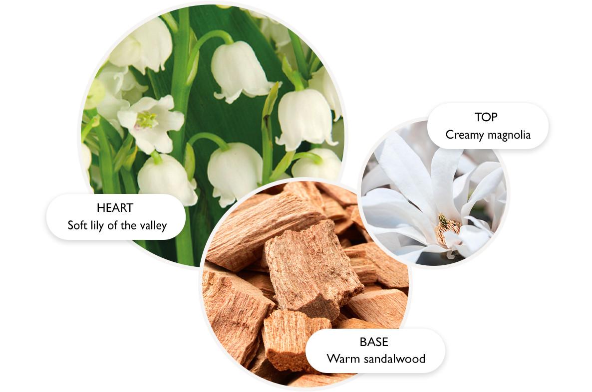 Three circles show key perfume notes: creamy magnolia (top), soft lily of the valley (heart), and warm sandalwood (base), each with corresponding images of the flowers and sandalwood pieces.