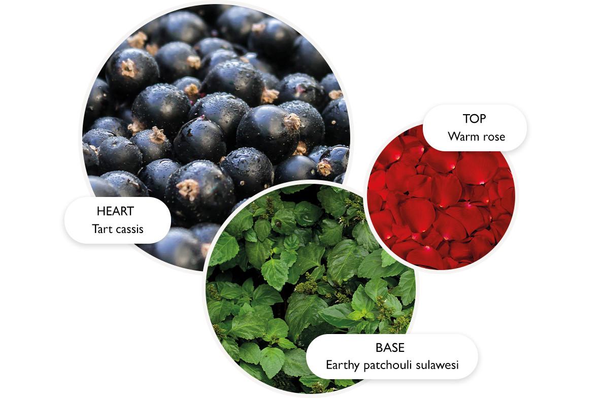 Three overlapping circles show perfume notes: top (red rose petals, labeled Warm rose), heart (blackcurrants, labeled Tart cassis), and base (green leaves, labeled Earthy patchouli sulawesi).