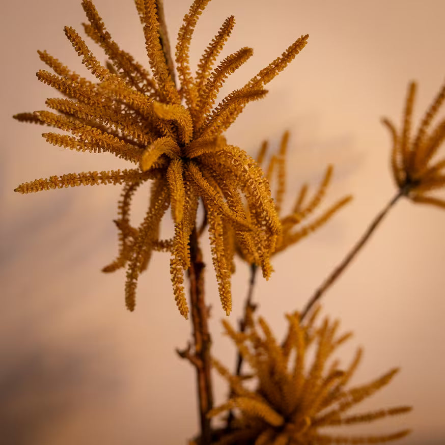 A close up of a plant.