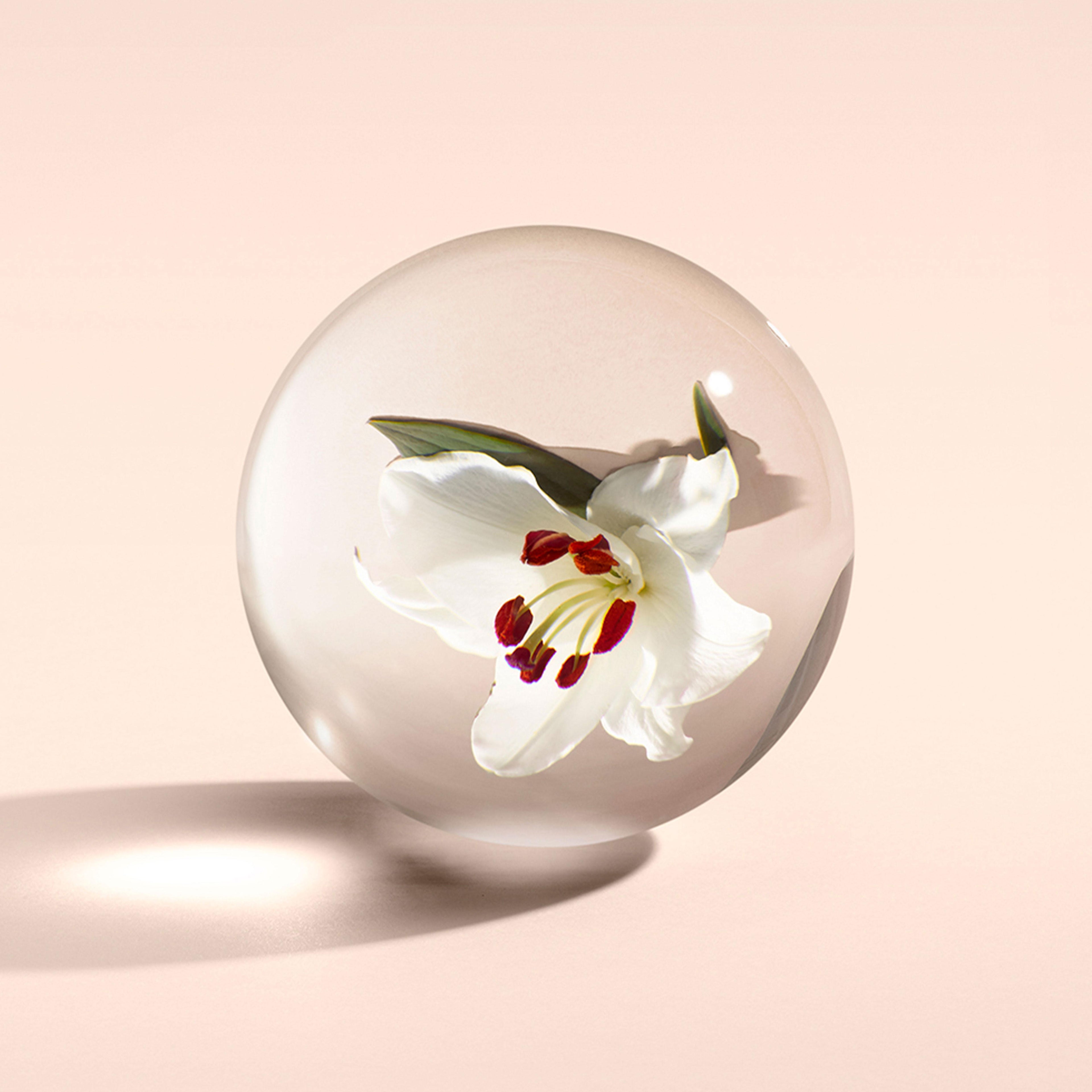 A white lily with red stamens rests within a clear glass sphere, casting a soft shadow on peach—evoking the fresh floral notes and gentle warmth of MoltonBrown Nederlands Heavenly Gingerlily Bad- & Douchegel 300ml.
