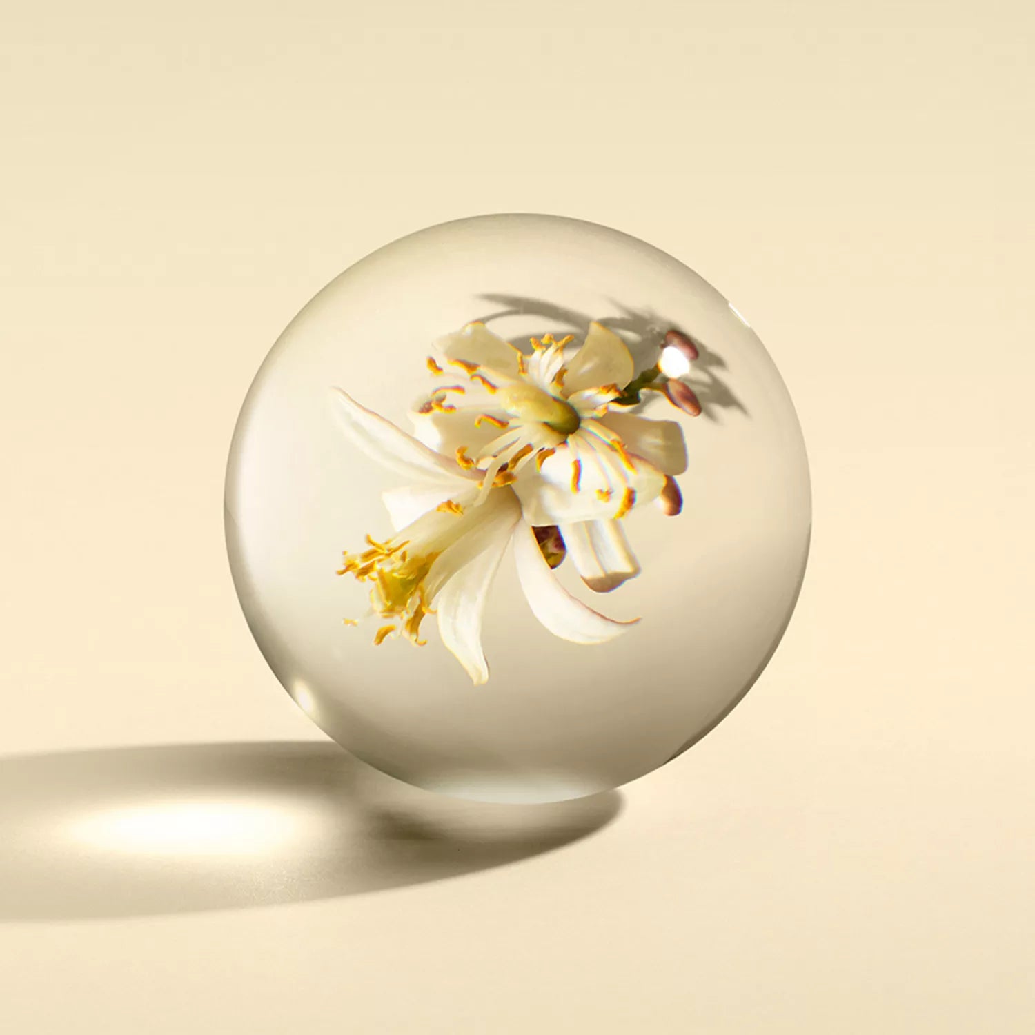 A delicate white flower with yellow stamens sits in a glass sphere, evoking the scent of Fiery Pink Pepper Perfumed Soap 150g by MoltonBrown Nederlands, and casts a soft shadow on a beige surface.