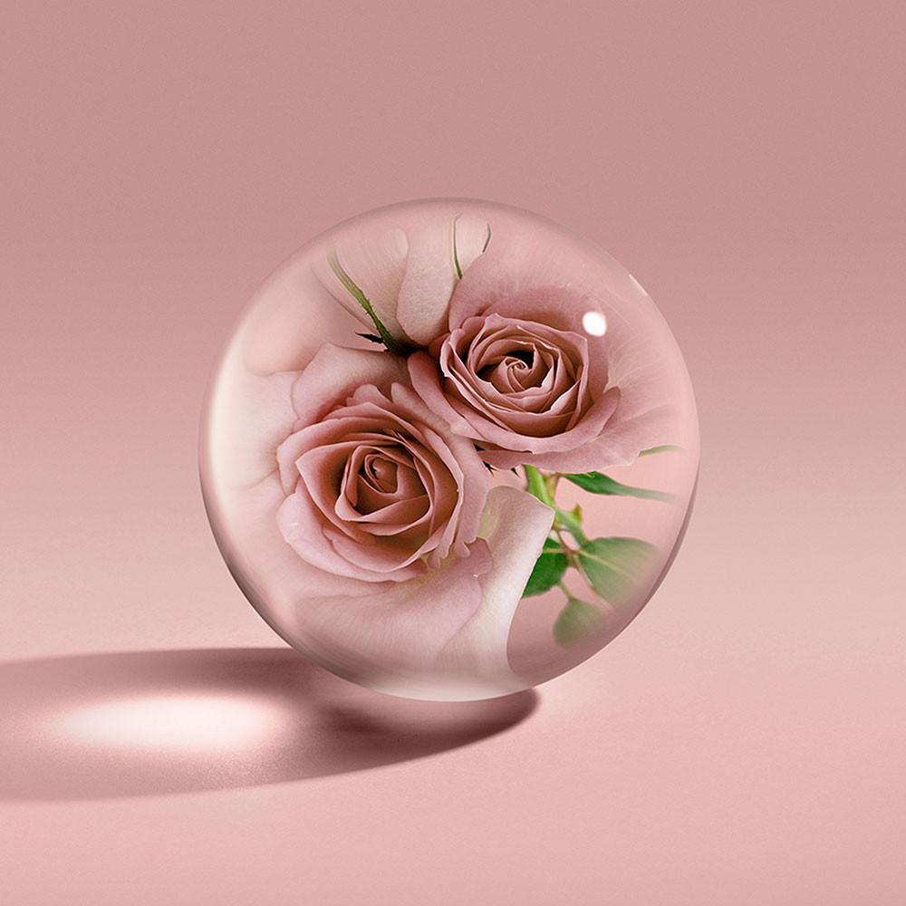 A clear glass sphere on a pink surface holds two pink roses with green leaves, capturing the soft elegance and scent of Bulgaarse roos and oud hout Sulawesi in MoltonBrown Nederlands Rose Dunes Bad- & Douchegel 300ml.