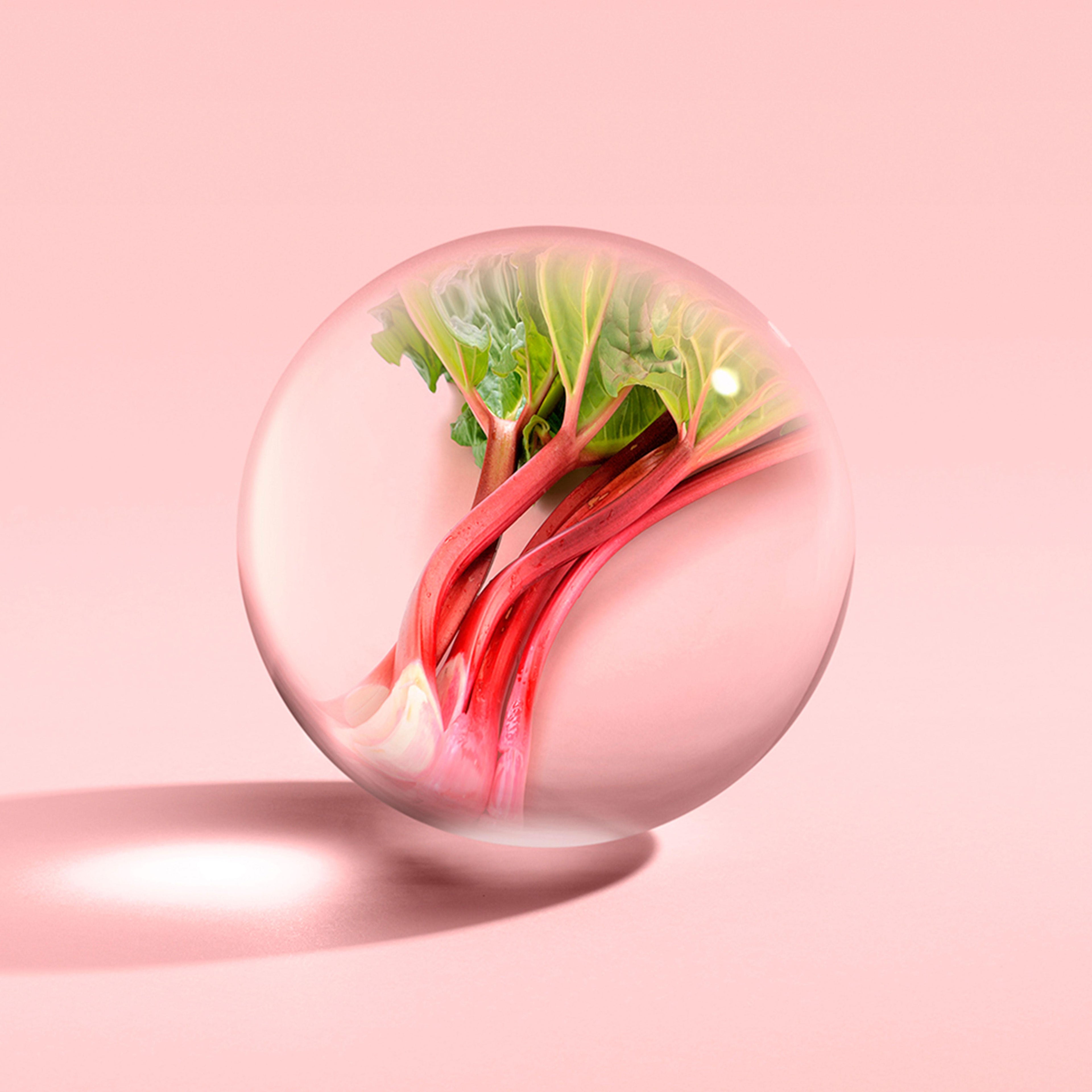 A bunch of fresh rhubarb stems with green leaves appears magnified in a clear glass sphere on a pastel pink background, inspiring the bloemig-fruitige geur of MoltonBrown Nederlands Delicious Rhubarb & Rose Handlotion 300ml.