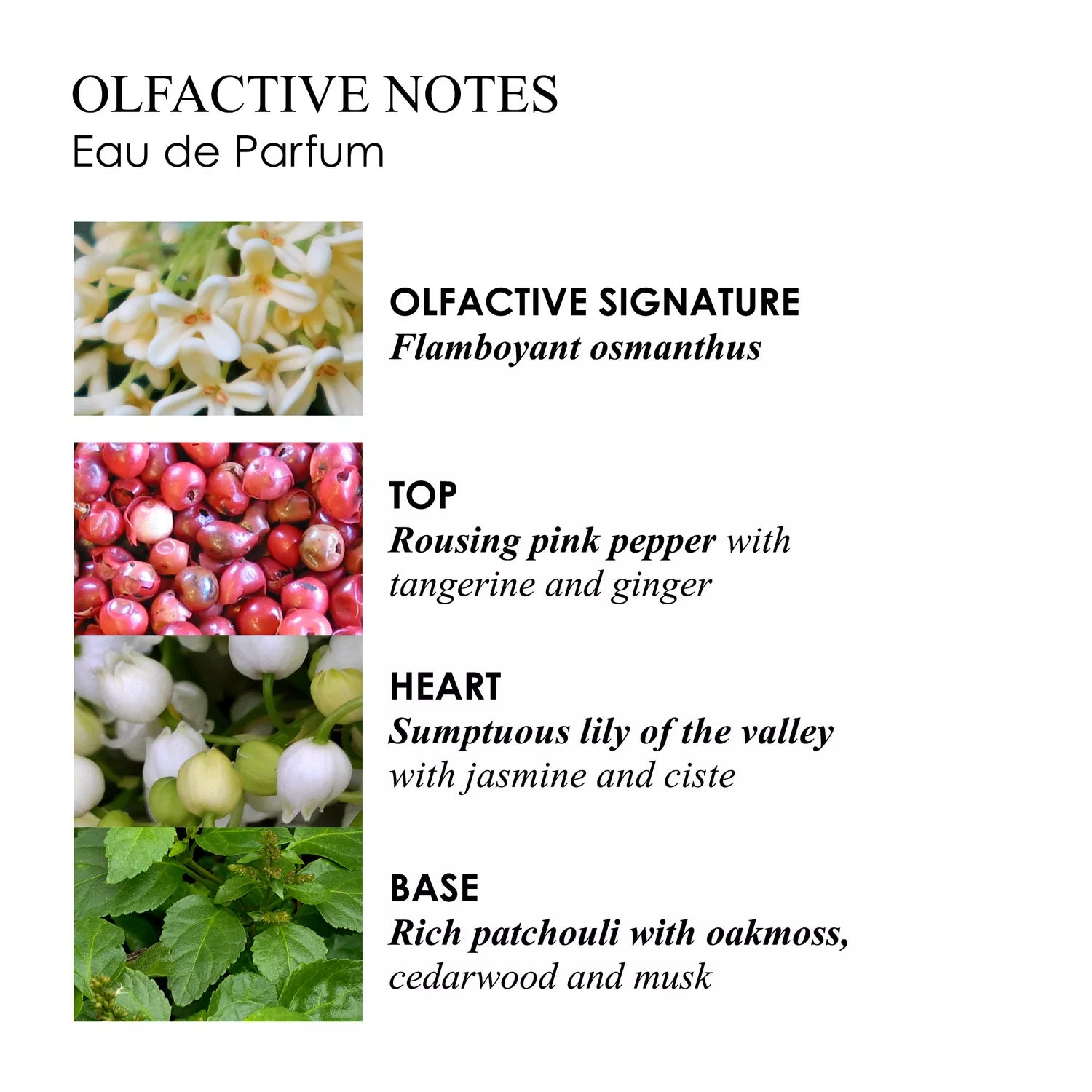 A chart illustrating the olfactive notes of MoltonBrown Nederlands Fiery Pink Pepper Eau de Parfum 100ml, featuring images of osmanthus, pink pepper, lily of the valley, patchouli leaves, and cedarwood with text on its top, heart, and base notes.