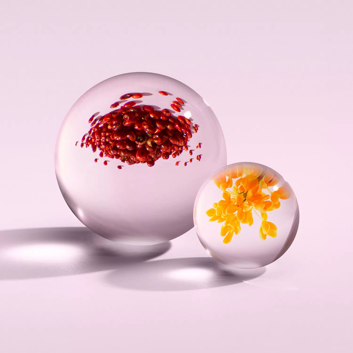 Two clear glass spheres rest on a pale pink surface. The larger, inspired by MoltonBrown Nederlands’ Fiery Pink Pepper Eau de Parfum 100ml, contains red flower-like shapes; the smaller holds yellow petals—both casting soft shadows.