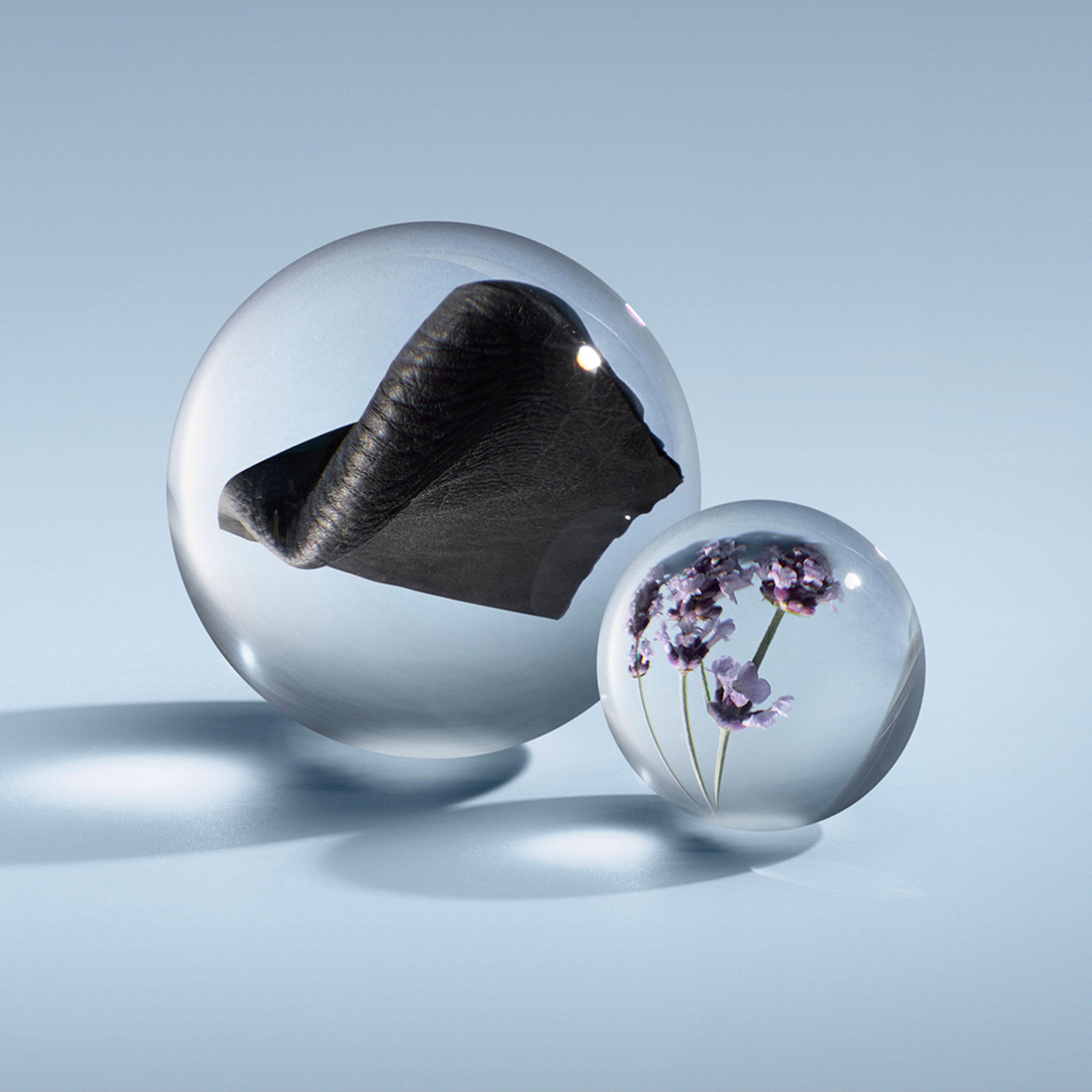 Two clear glass spheres rest on a light blue surface: one holds black fabric, the other purple flowers—both casting soft shadows, capturing the refined contrast of musk and florals in MoltonBrown Nederlands’ Dark Leather Eau de Parfum 100ml.