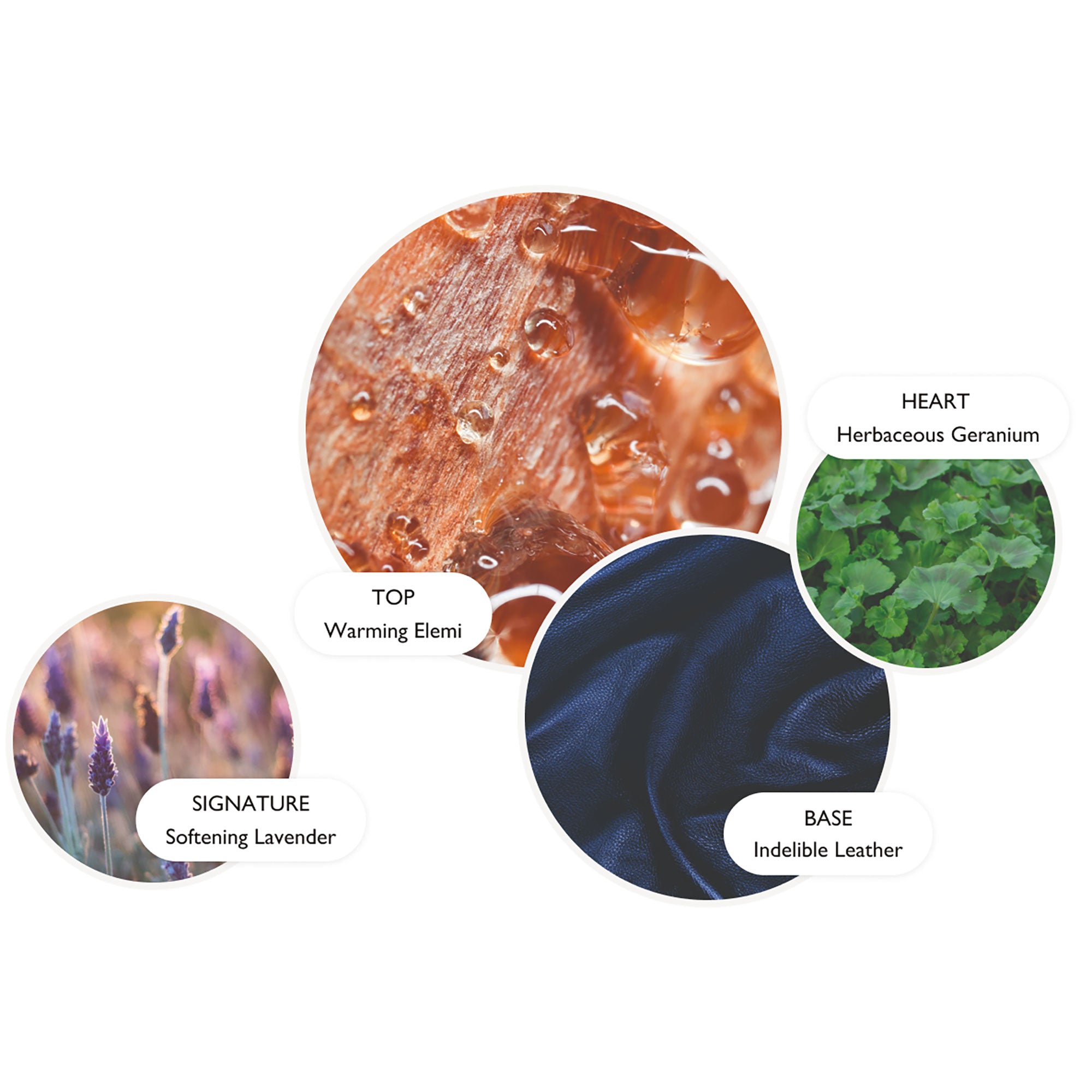 Four circular images represent fragrance notes: Warming Elemi (top note, amber resin), Herbaceous Geranium (heart note, green leaves), Indelible Leather (base note, dark leather), and Softening Lavender (signature note, purple lavender flowers).